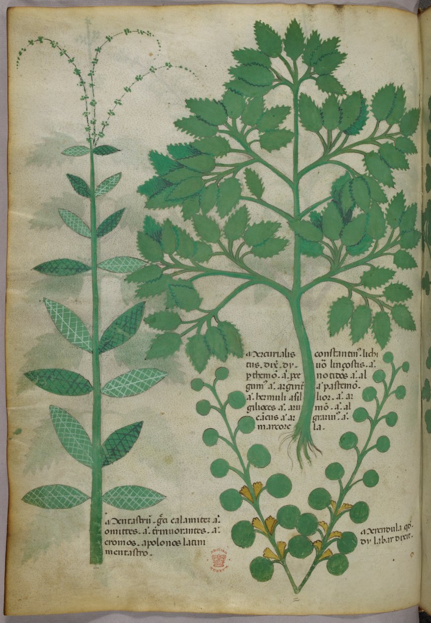 Botanische illustratie, ca. 1440 (inkt en kleur op perkament) door Italian School