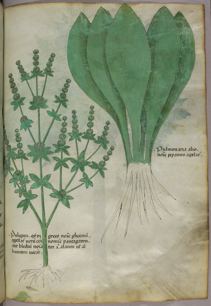 Botanische illustratie, ca. 1440 (inkt en kleur op perkament) door Italian School