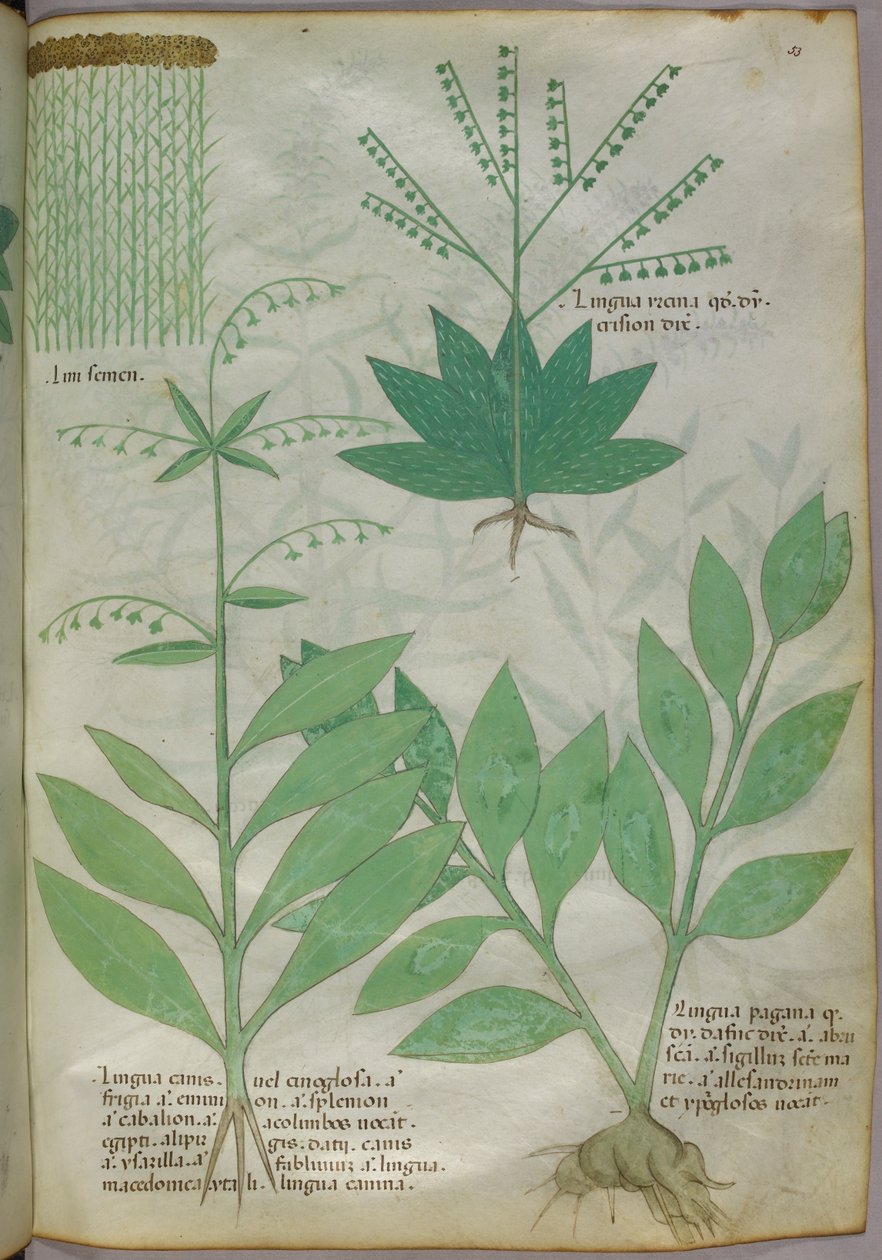 Botanische illustratie, ca. 1440 (inkt en kleur op perkament) door Italian School