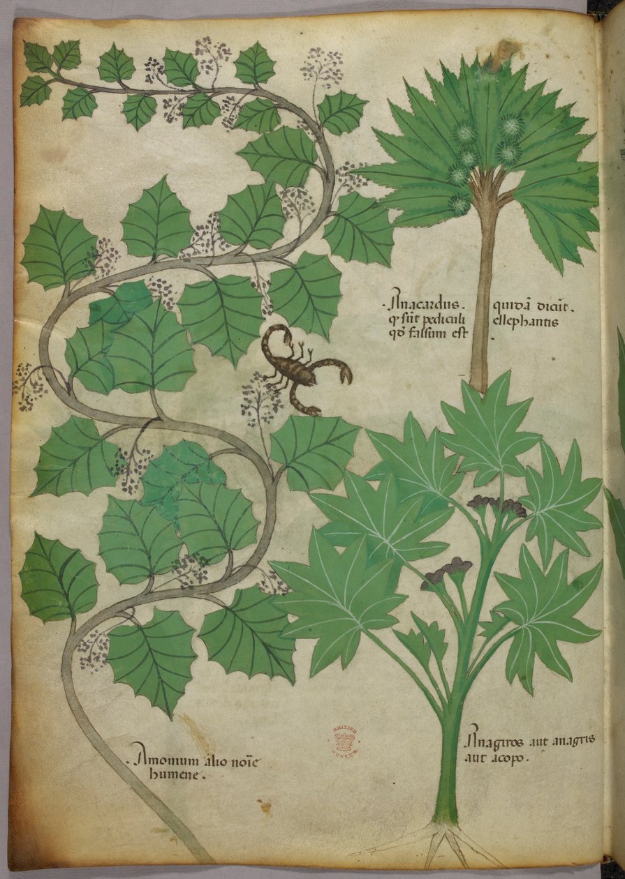 Botanische illustratie, ca. 1440 (inkt en kleur op perkament) door Italian School