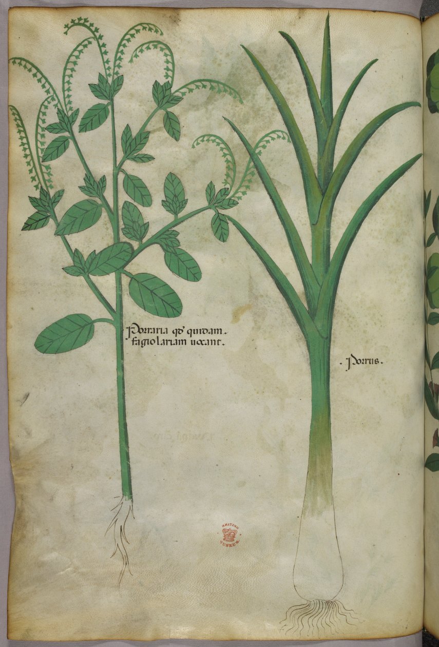 Botanische illustratie, ca. 1440 (inkt en kleur op perkament) door Italian School
