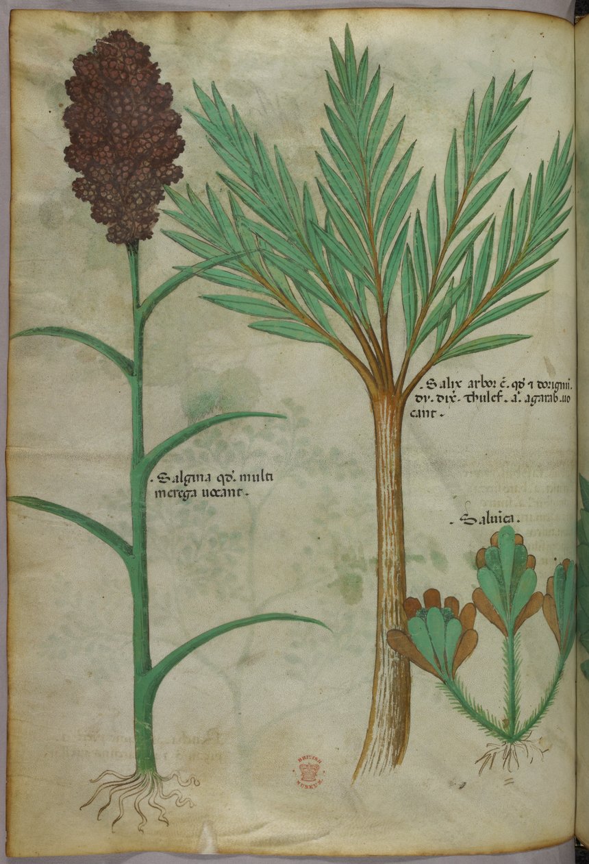 Botanische illustratie, ca. 1440 (inkt en kleur op perkament) door Italian School