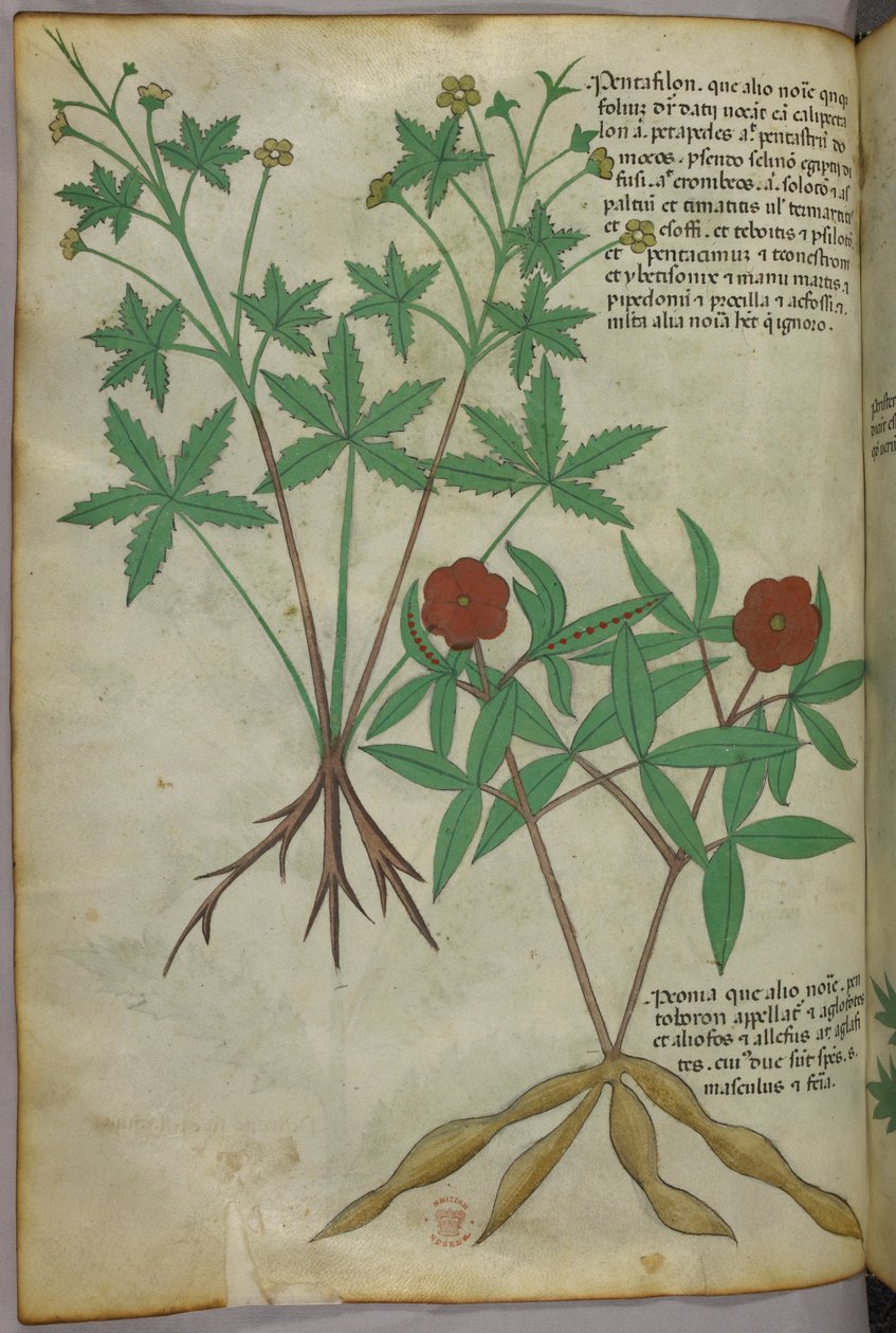 Botanische illustratie, ca. 1440 (inkt en kleur op perkament) door Italian School
