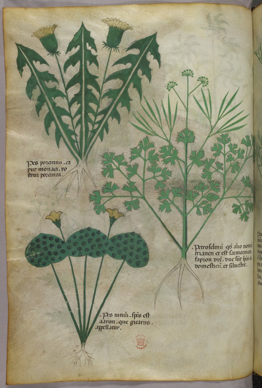 Botanische illustratie, ca. 1440 (inkt en kleur op perkament) door Italian School