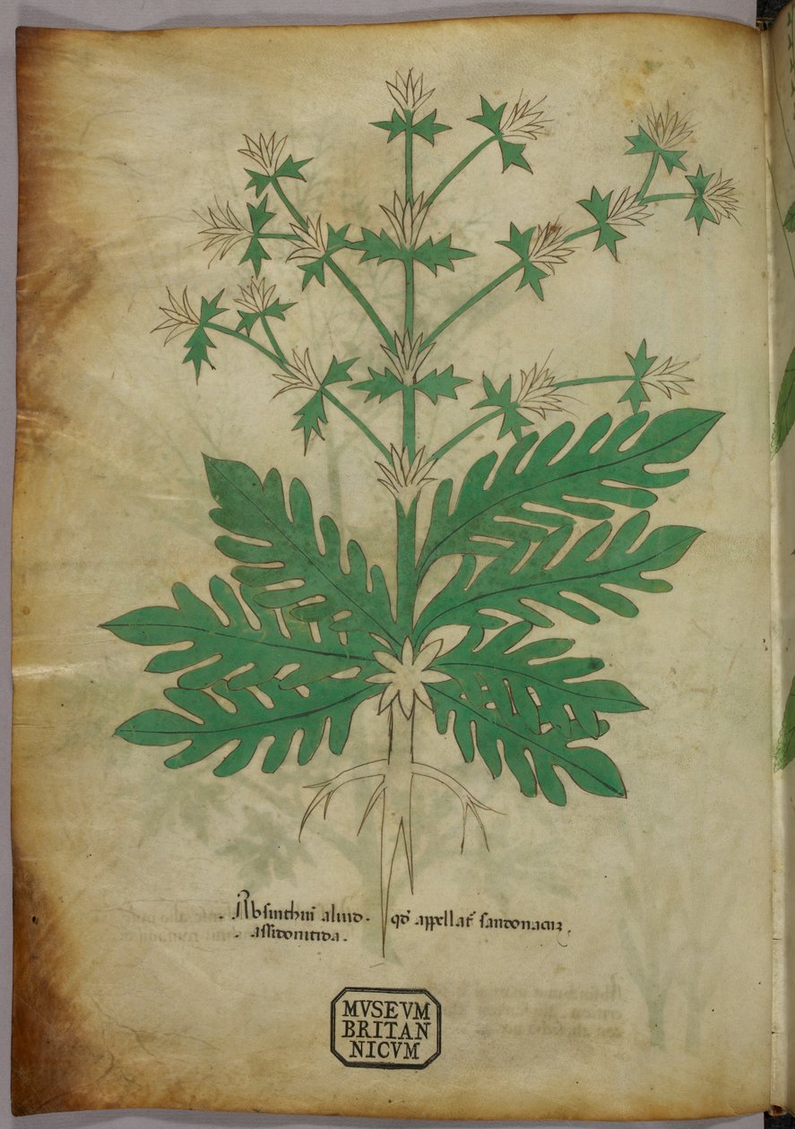 Botanische illustratie, ca. 1440 (inkt en kleur op perkament) door Italian School