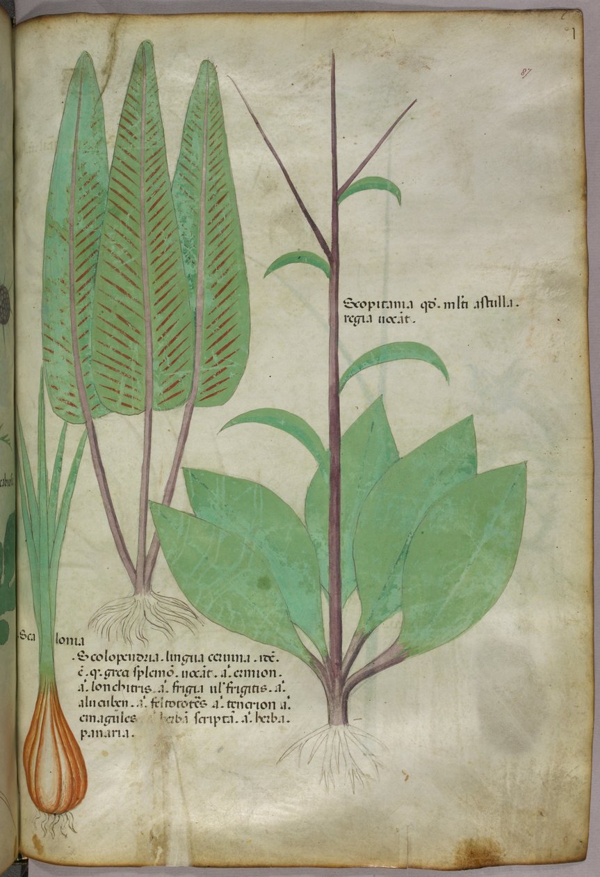 Botanische illustratie, ca. 1440 (inkt en kleur op perkament) door Italian School