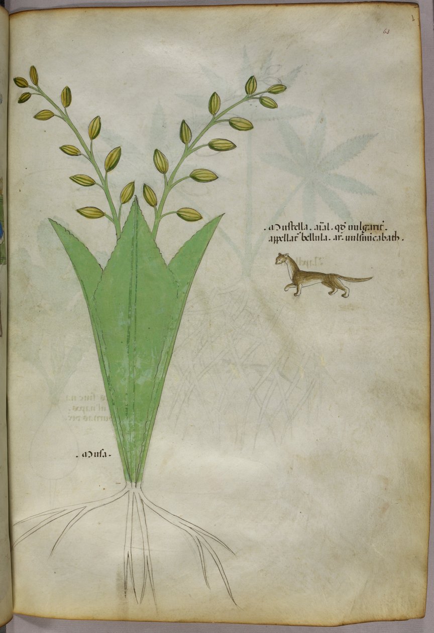 Botanische illustratie, ca. 1440 (inkt en kleur op perkament) door Italian School