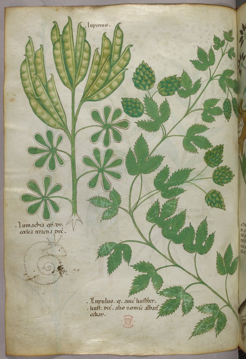 Botanische illustratie, ca. 1440 (inkt en kleur op perkament) door Italian School