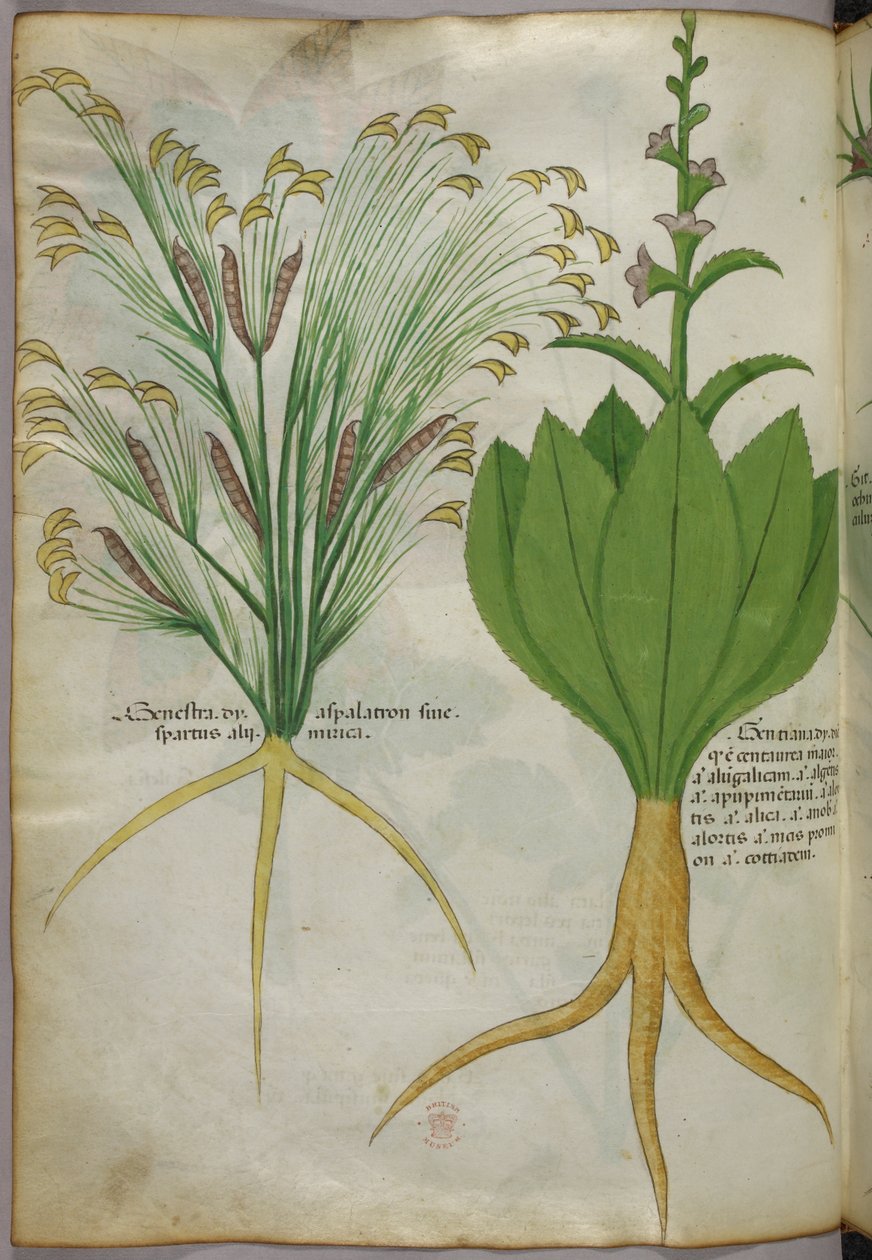 Botanische illustratie, ca. 1440 (inkt en kleur op perkament) door Italian School