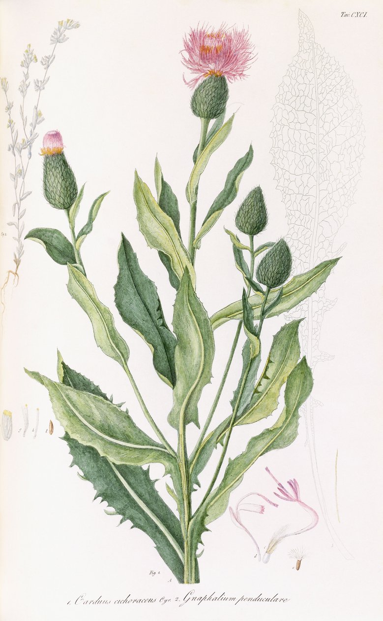 Cardus cichoraceus en Gnaphalium penduculare, 1811-1838 door Italian School