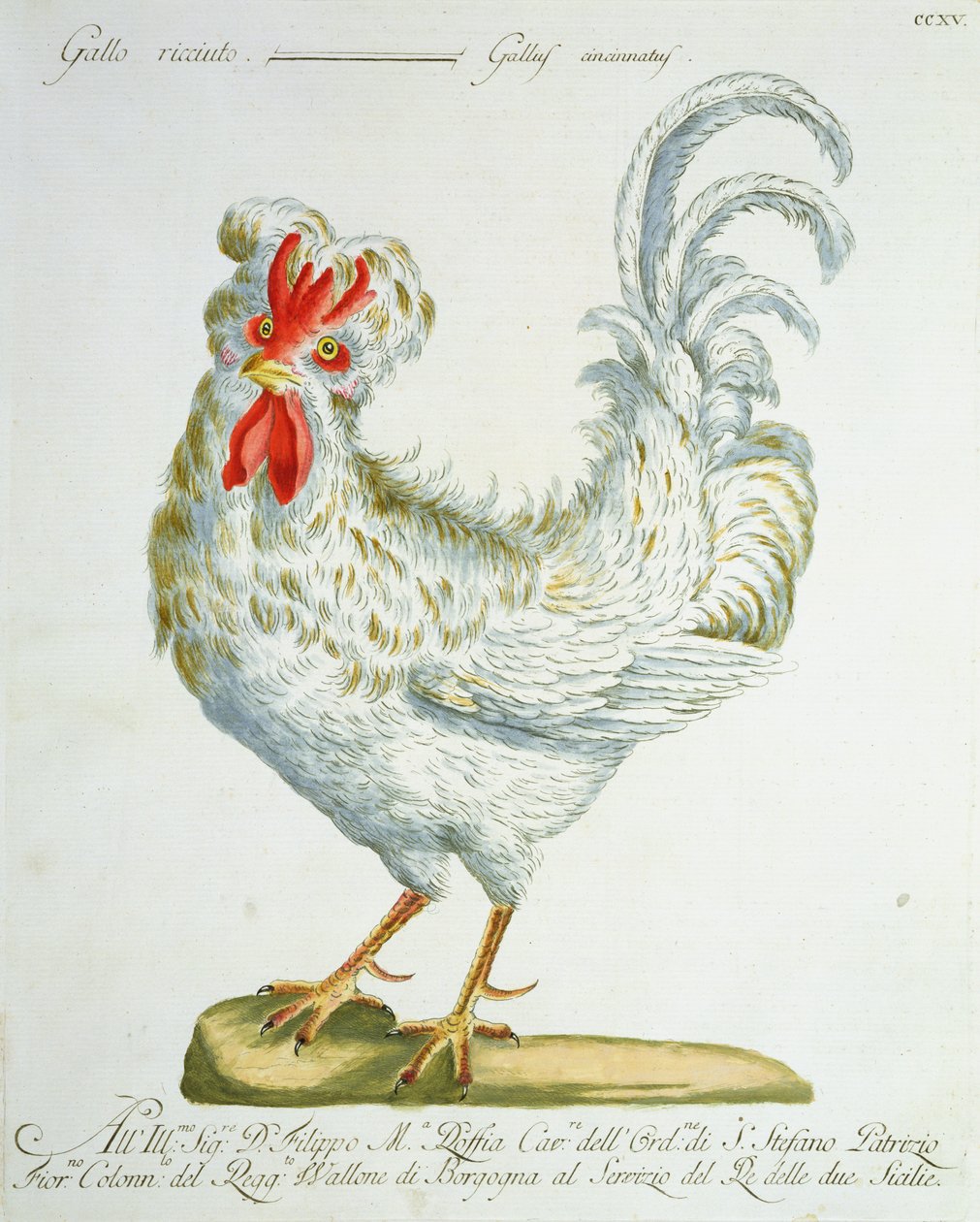 Krulharige Haan, ca. 1767-76 door Italian School