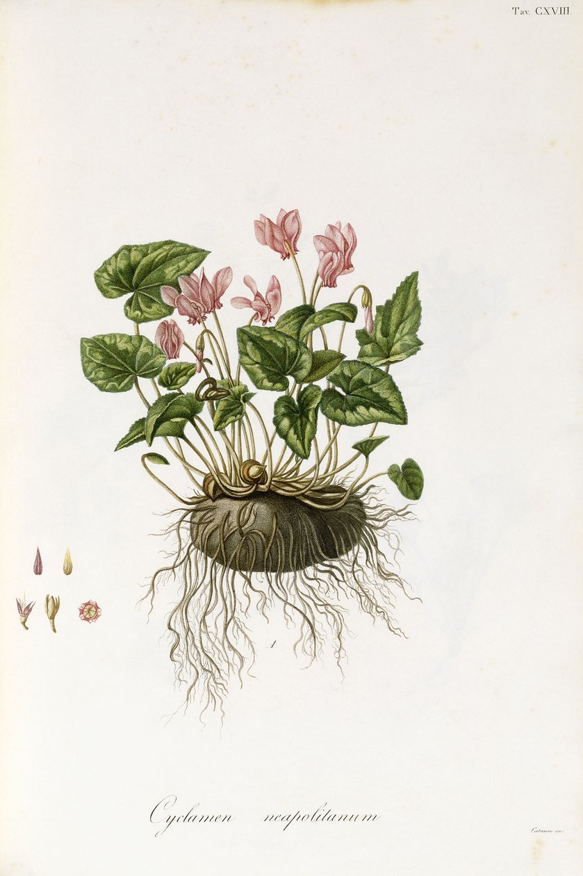 Klimopbladige cyclamen - Cyclamen neapolitanum door Italian School