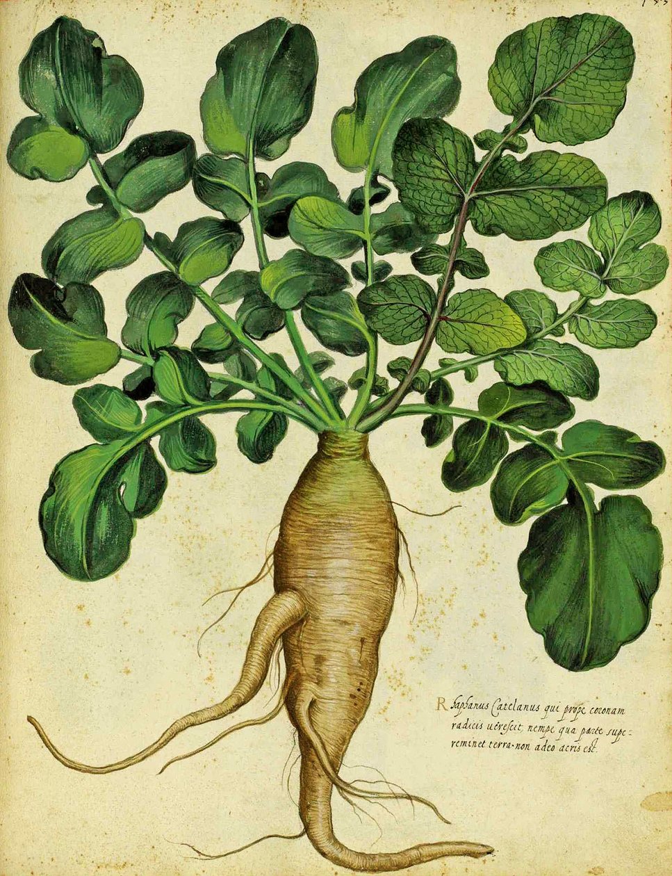 Lange witte radijs door Ulisse Aldrovandi door Italian School