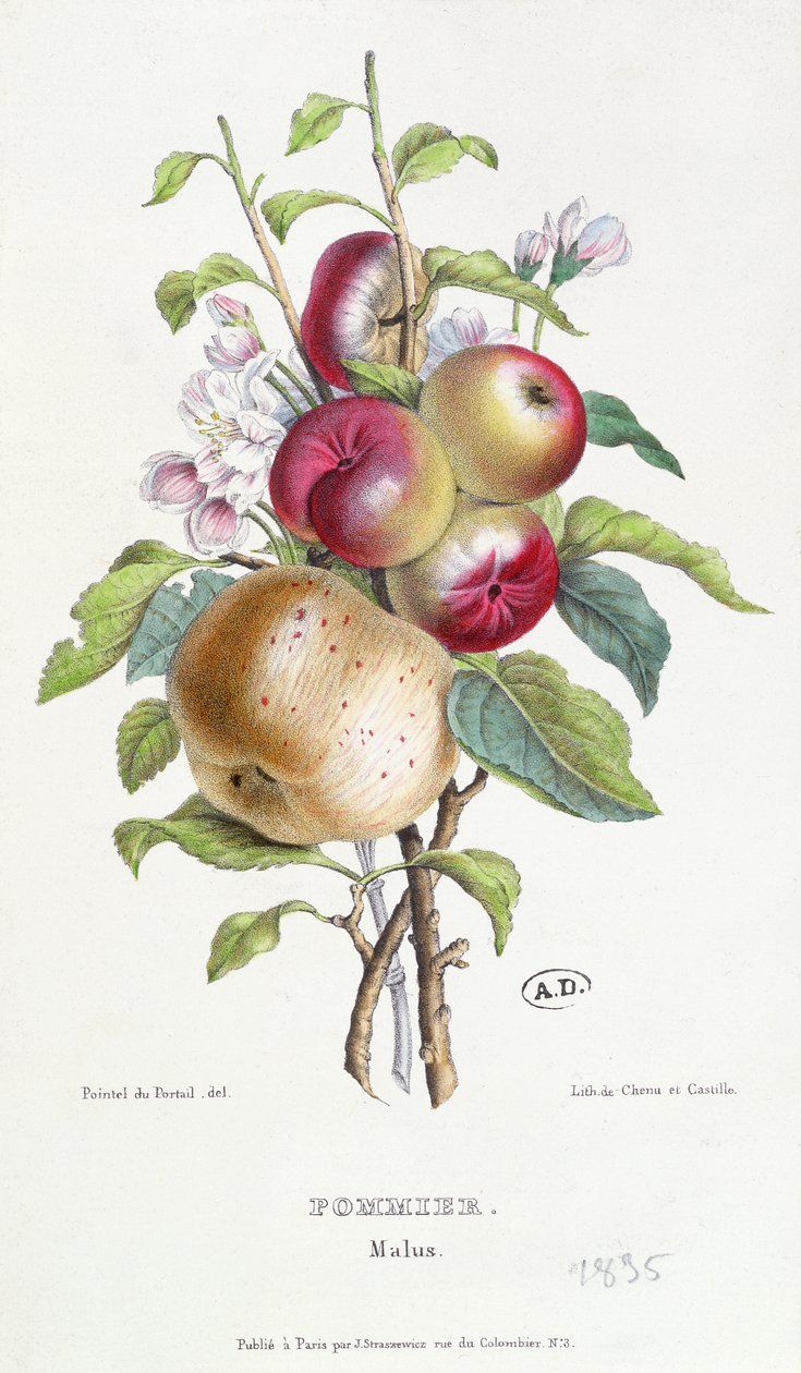 Appelboom (Malus), ca. 1835 door J. B. Pointel du Portail
