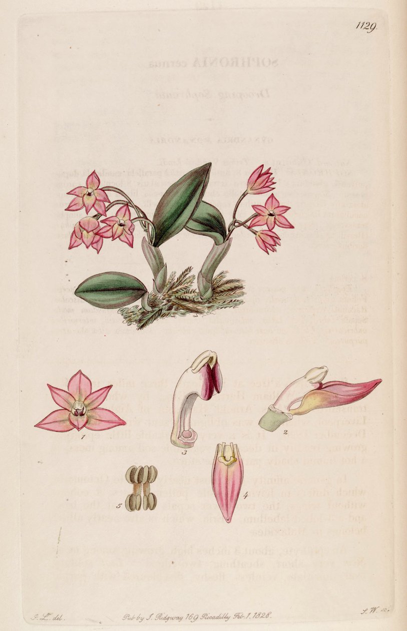 Illustratie van Sophronitis cernua (als syn. Sophronia cernua) door J. L.