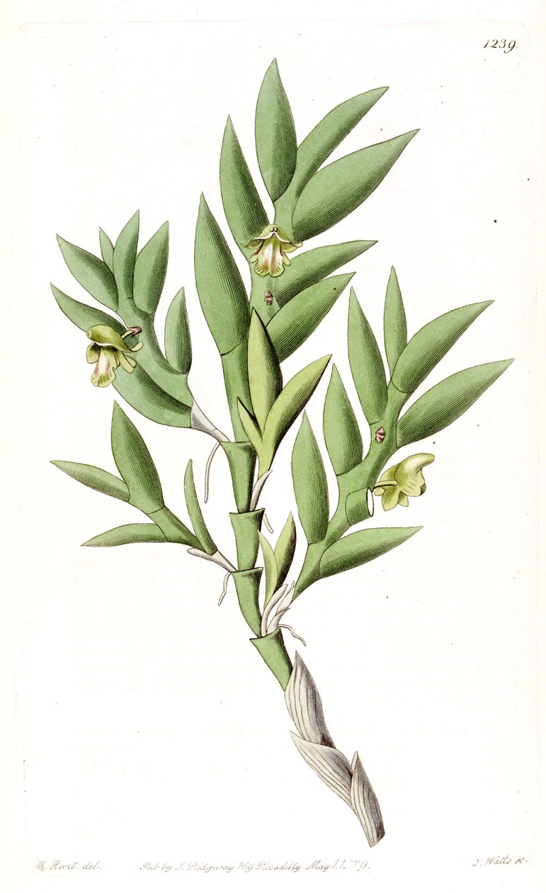 Aporum anceps of Dendrobium anceps door Jams  Watts