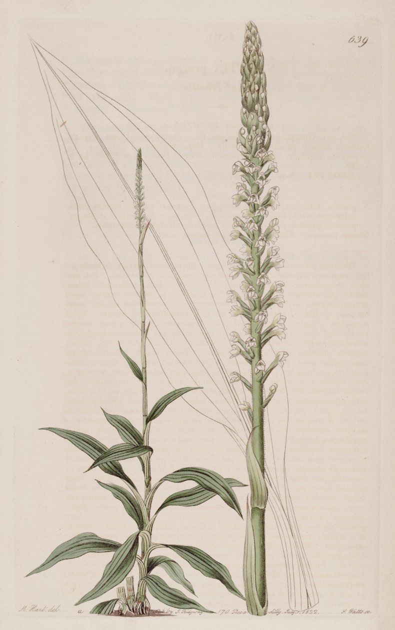 Illustratie van Goodyera procera (als syn. Neottia procera) door Jams  Watts