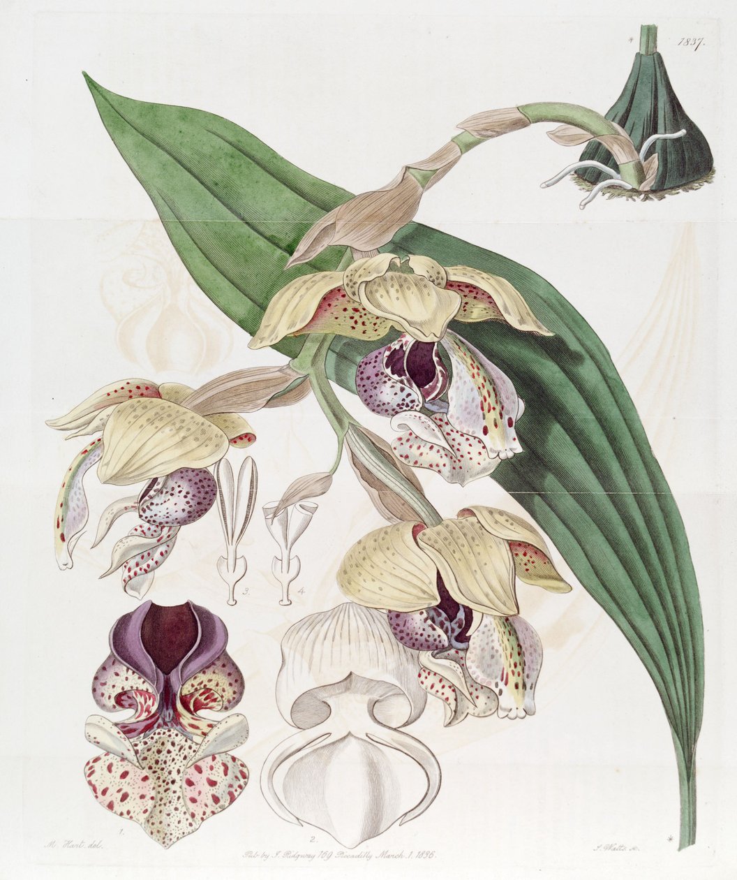 Stanhopea insignis door Jams  Watts