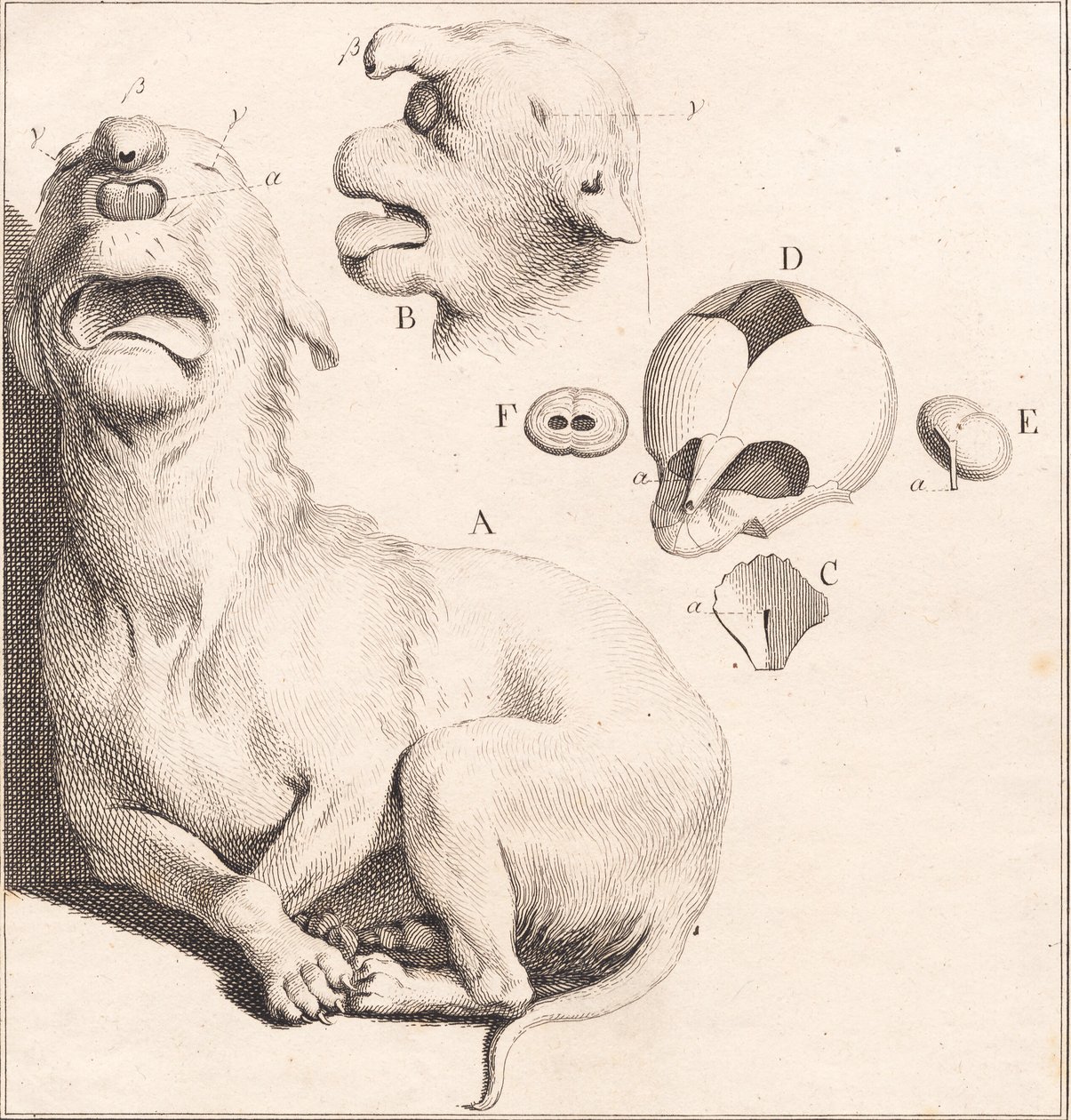 Een misvormde puppy door J.F. Clemens