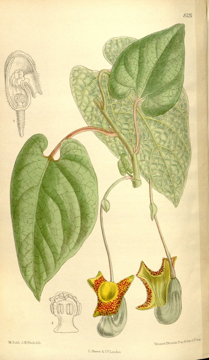 Aristolochia moupinensis door J.N. Fitch