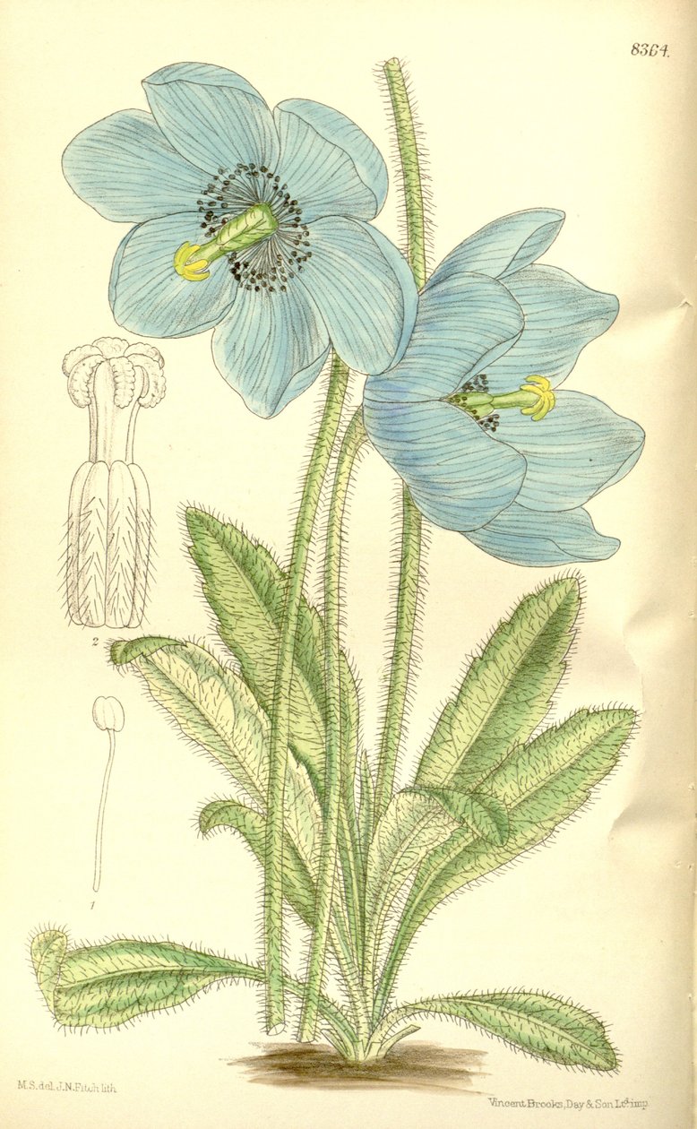 Meconopsis simplicifolia, Papaveraceae door J.N. Fitch