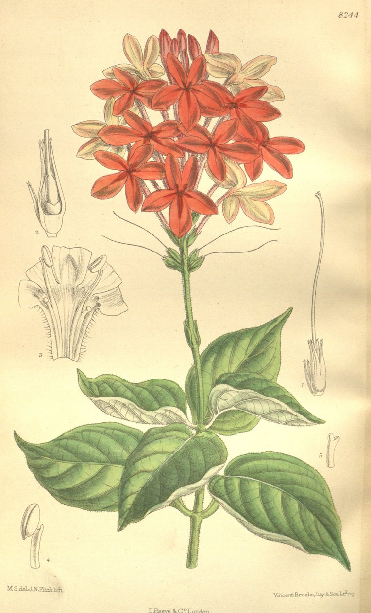 Pseuderanthemum seticalyx (Ruspolia seticalyx), Acanthaceae door J.N. Fitch