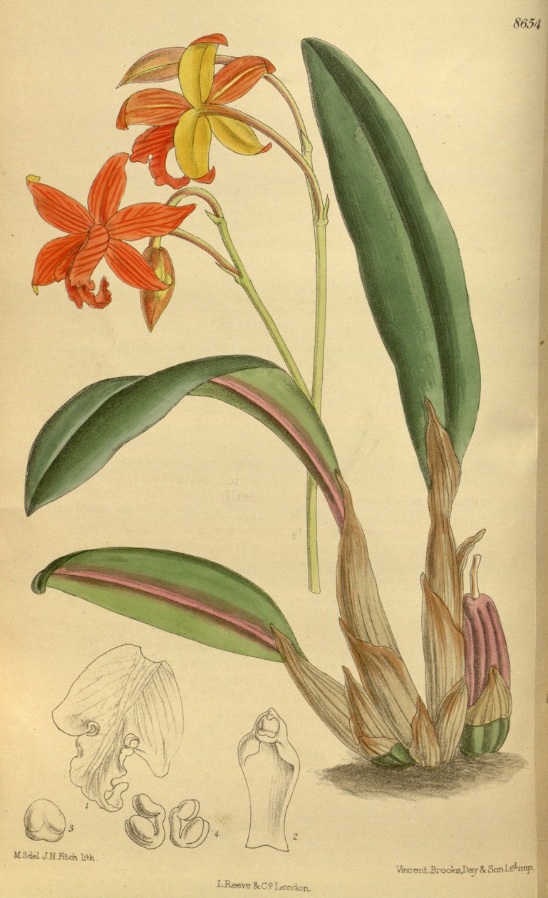 Sophrolaelia psyche, Orchidaceae door J.N. Fitch