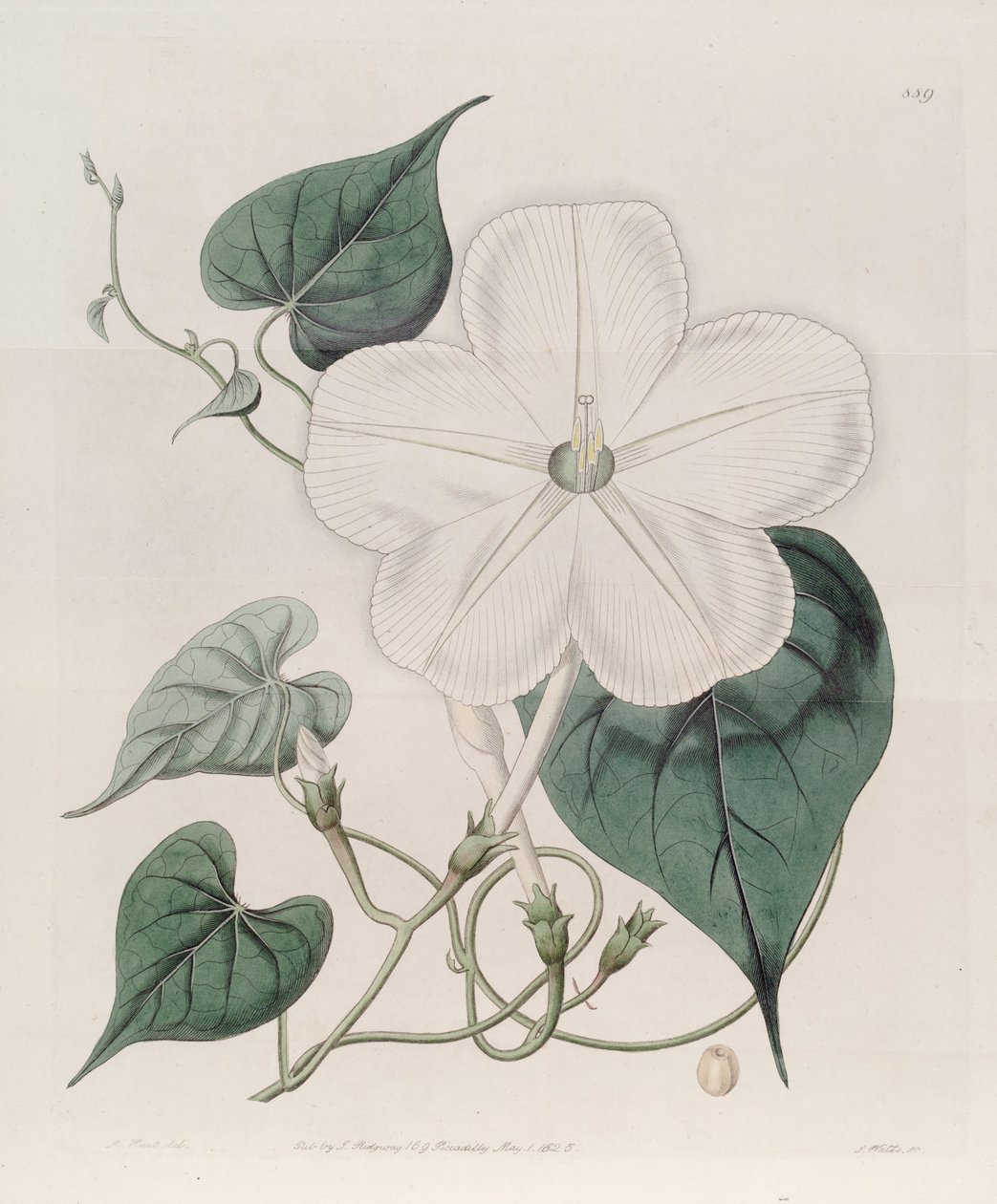 Ipomoea alba door J.Sims