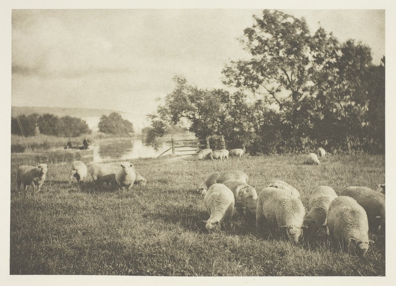 Een studie van schapen door J. B. B. Wellington