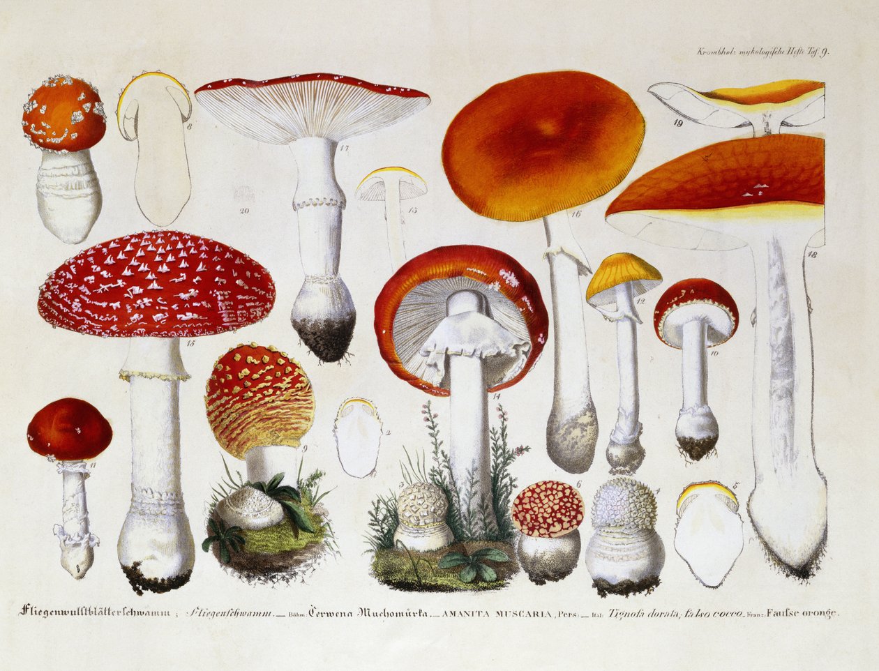 Amanita Muscaria, c.1831-46 door J. G. Calve