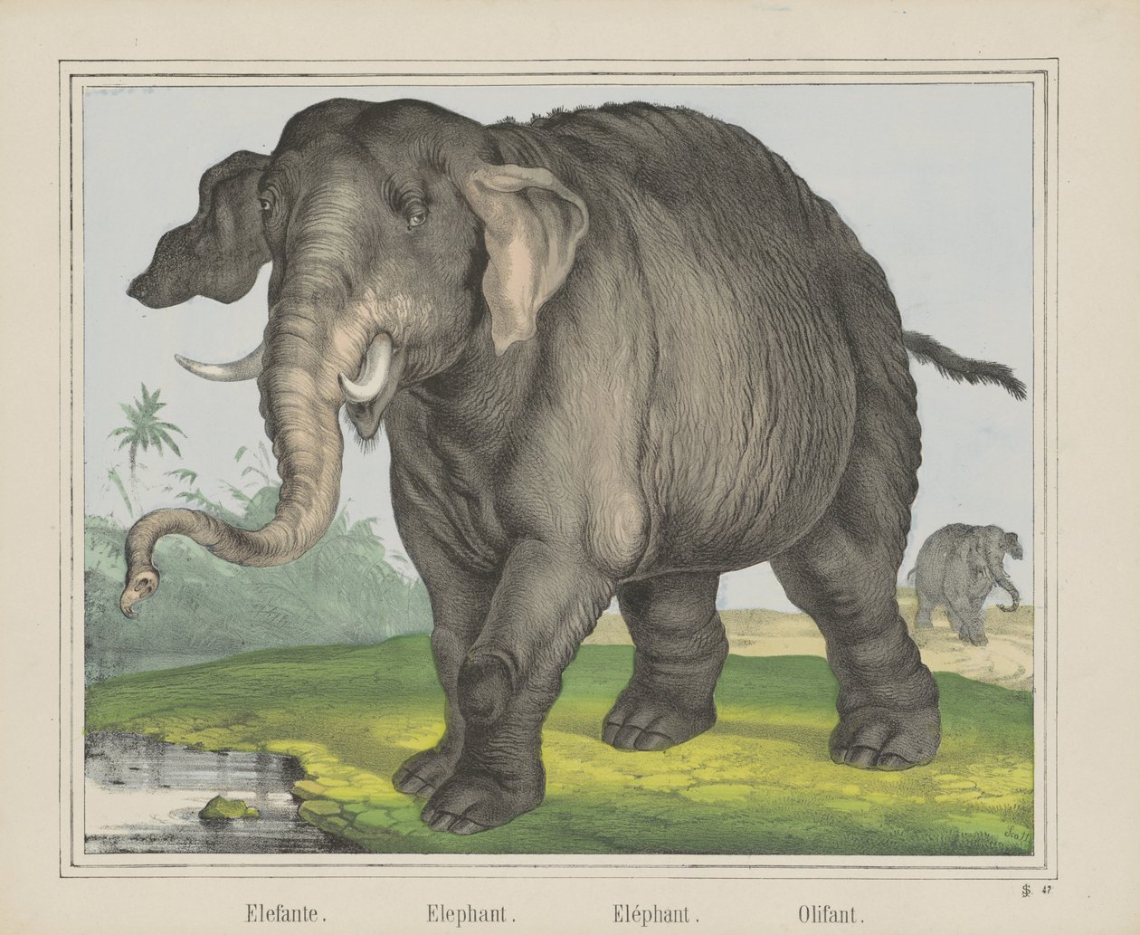 Olifant door J. Scotti