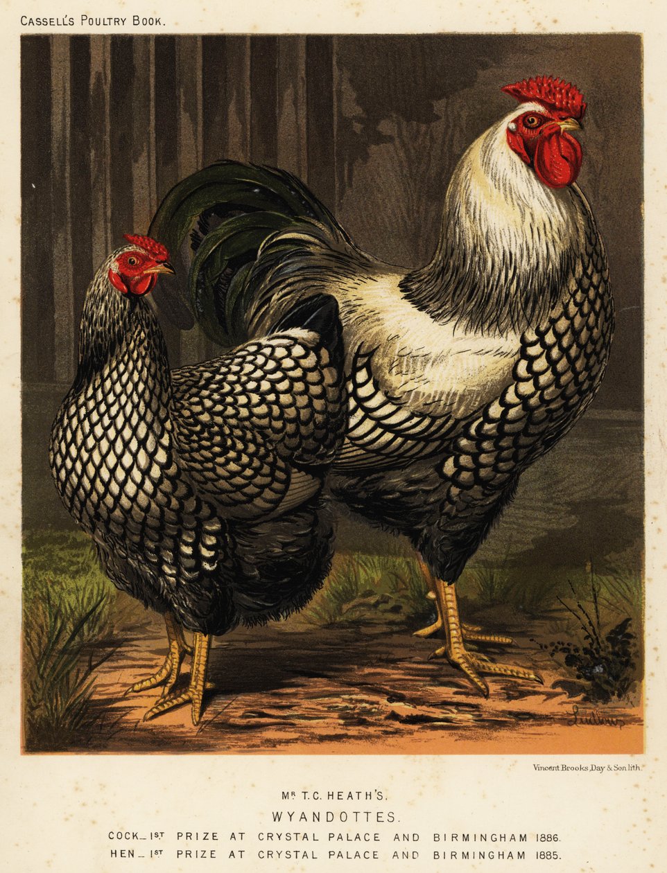 Amerikaanse Wyandotte kippen door J. W. (after) Ludlow