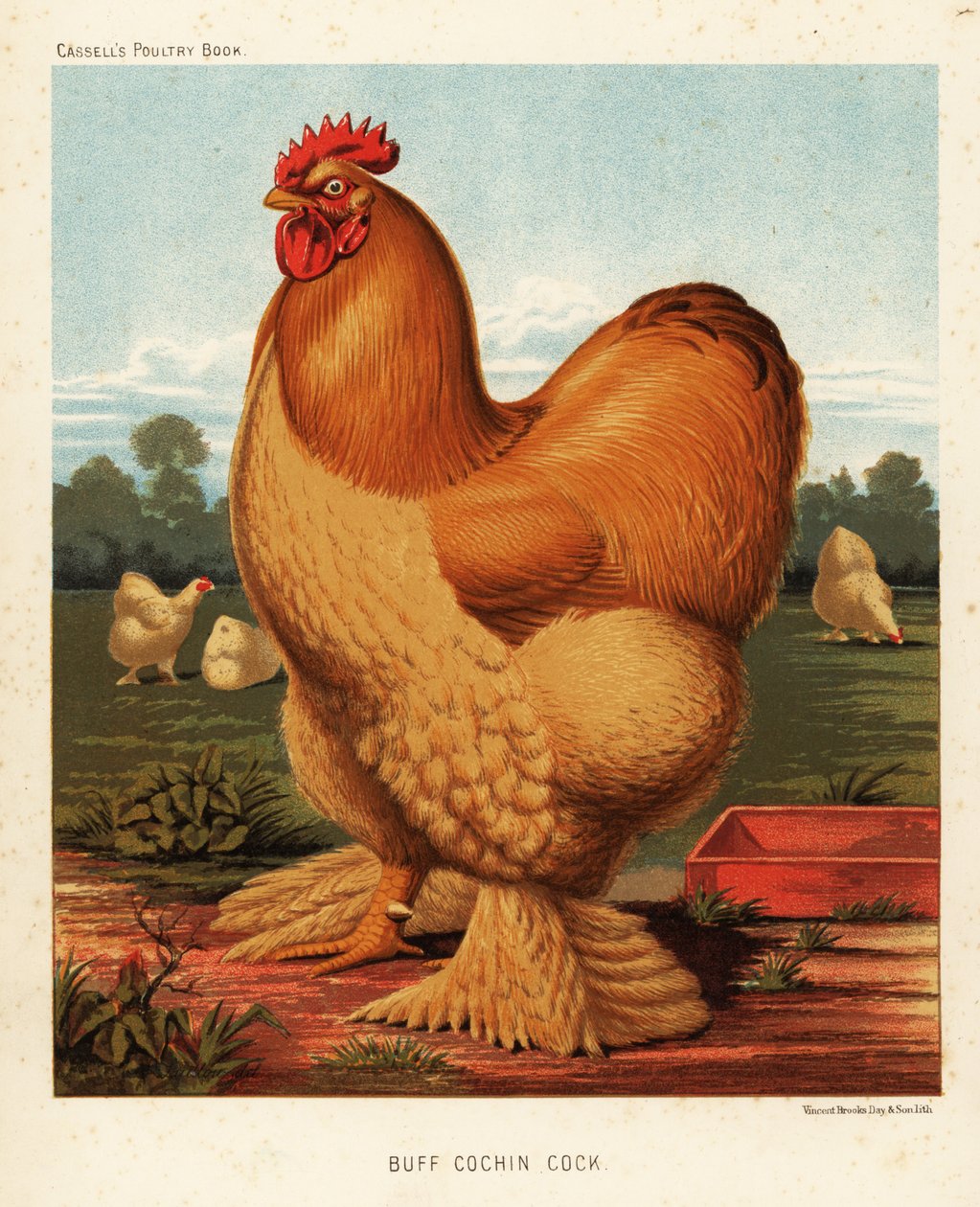 Buff cochin haan door J. W. (after) Ludlow