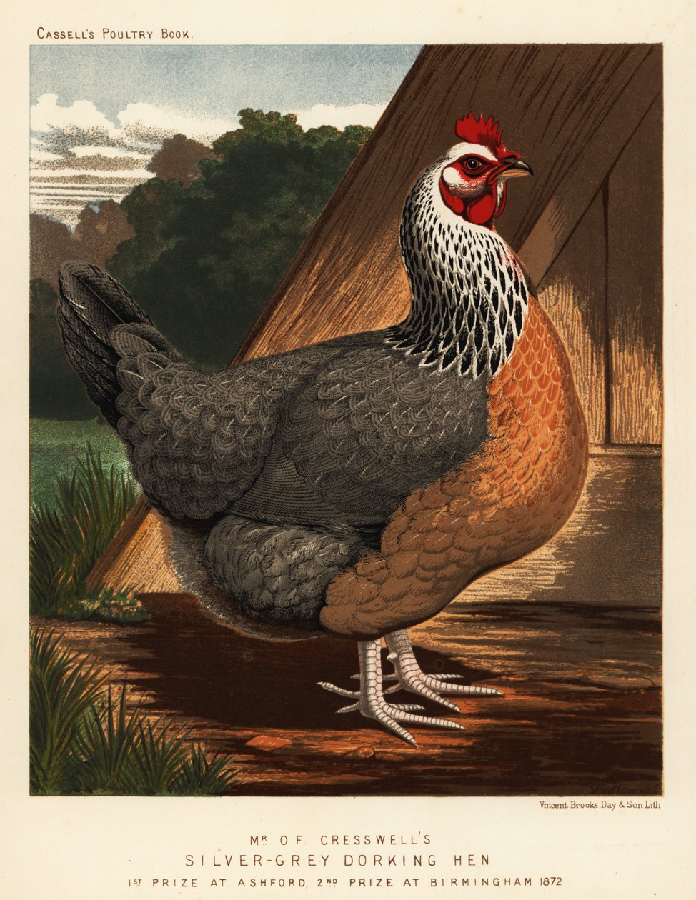 Zilvergrijze Dorking hen door J. W. (after) Ludlow