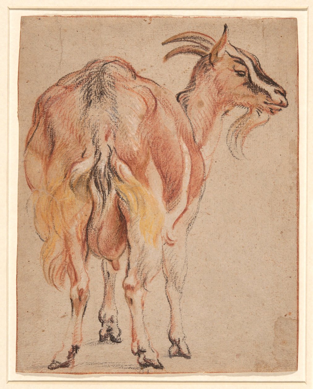 Geit door Jacob Jordaens