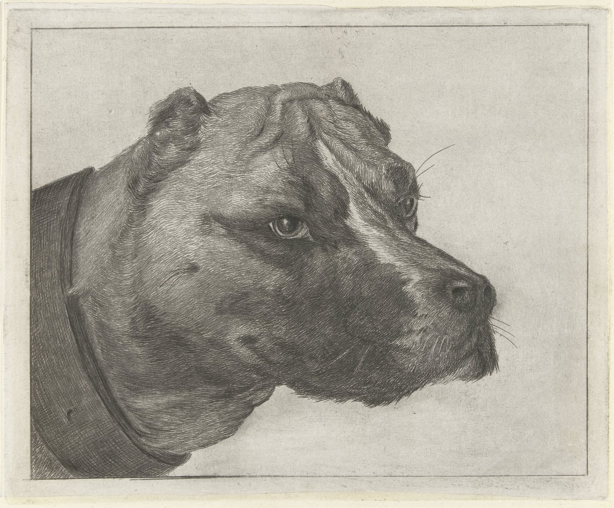 Hondekop met halsband door Jacobus Cornelis Gaal