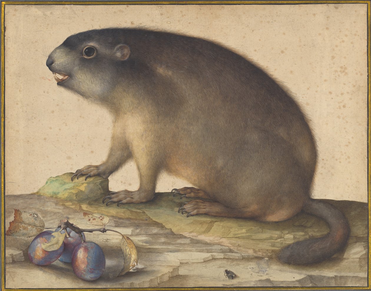 Een Marmot met een Tak Pruimen door Jacopo Ligozzi