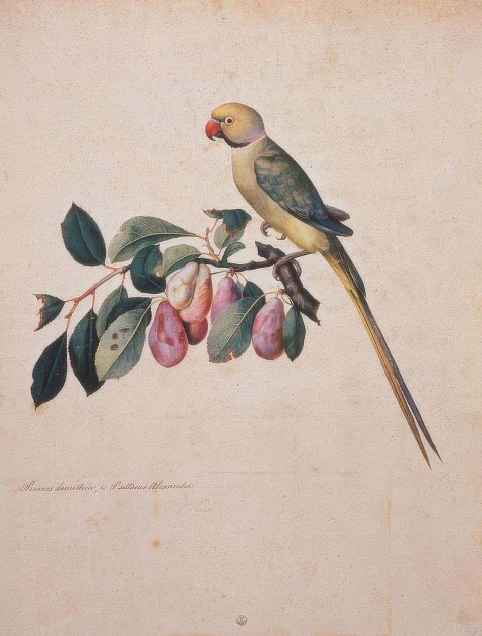 Prunus domestica, e Psittacus Alexandri door Jacopo Ligozzi