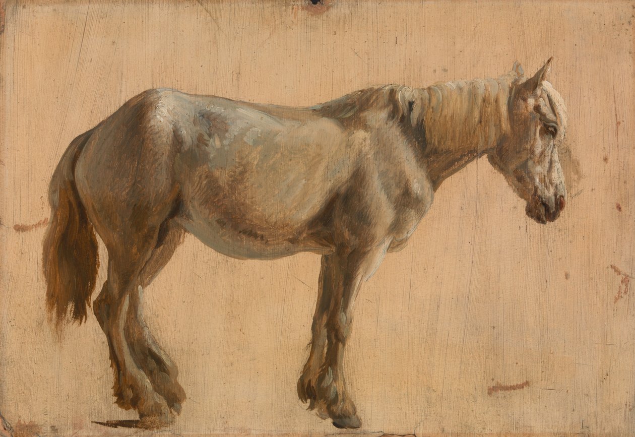 Studie van een Grijs Paard door Jacques Laurent Agasse