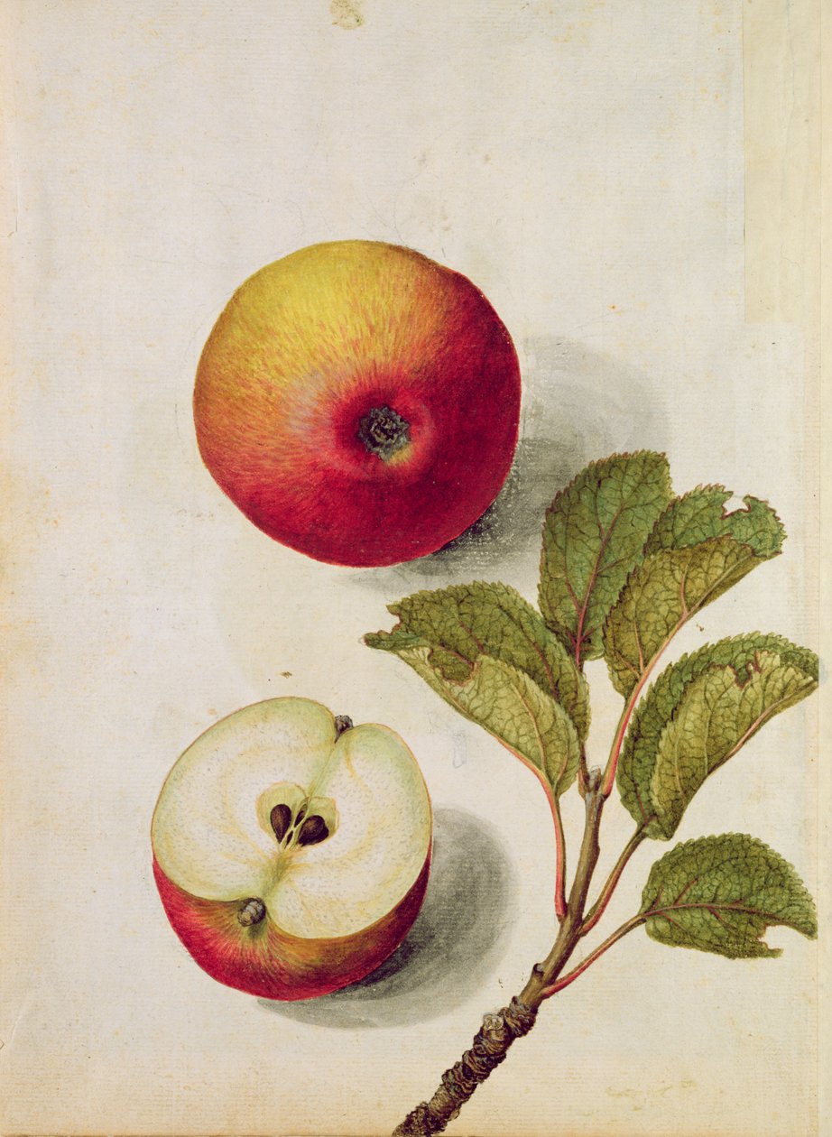 Appel: Pyrus malus, ca. 1568 door Jacques Le Moyne