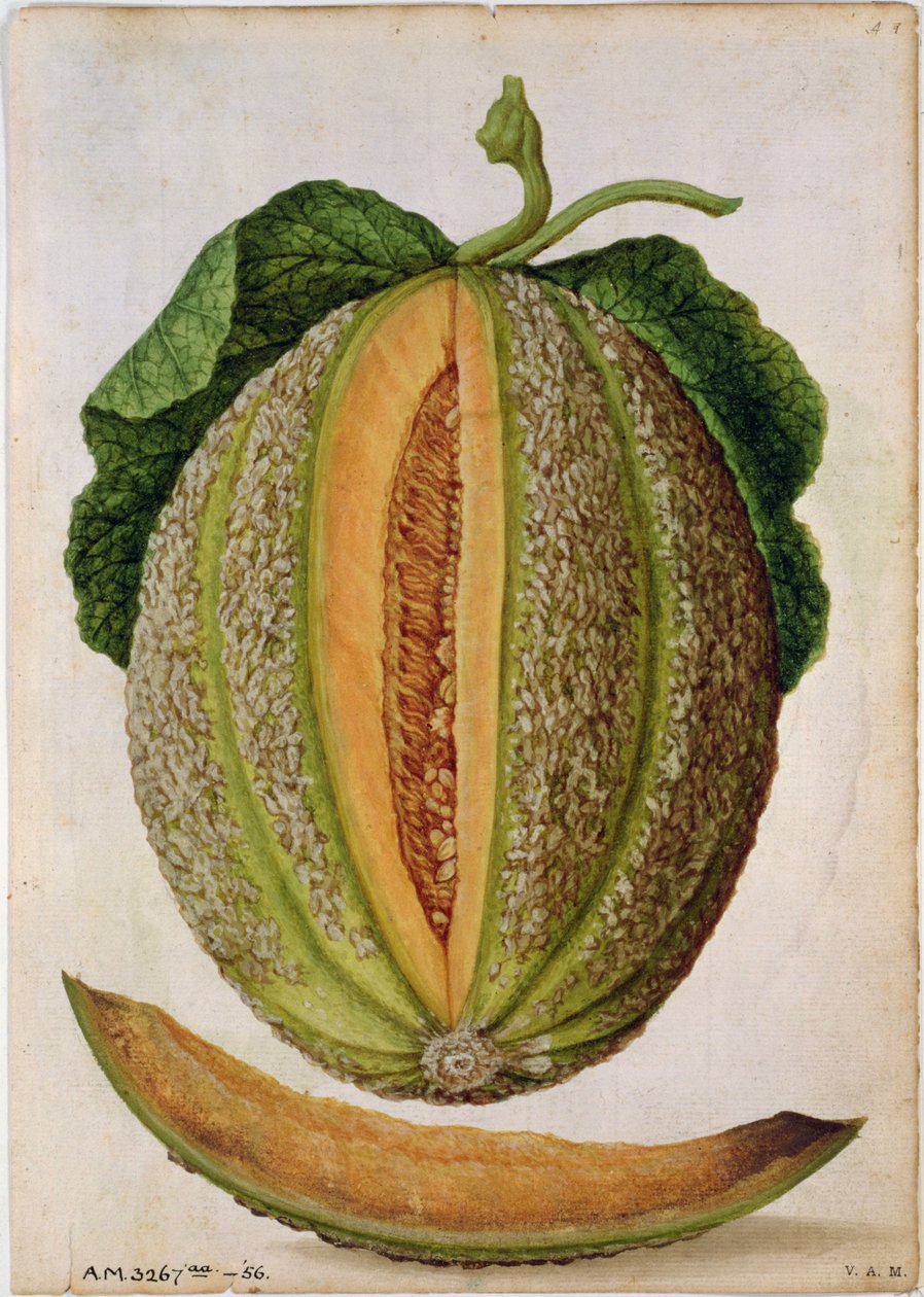 Meloen, ca. 1568 door Jacques Le Moyne