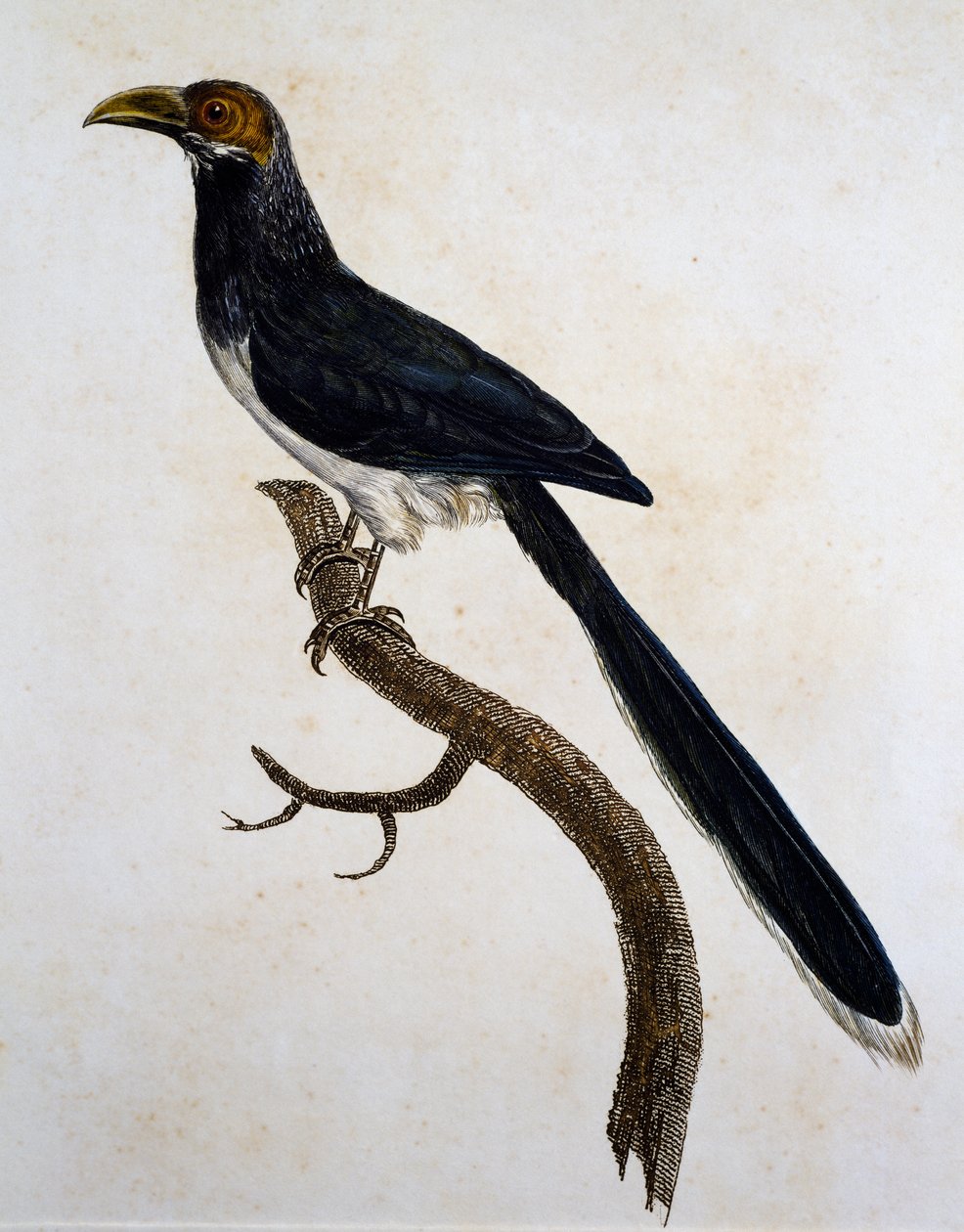 Roodkopmalkoha (Phaenicophaeus pyrrhocephalus) door Jacques (after) Barraband