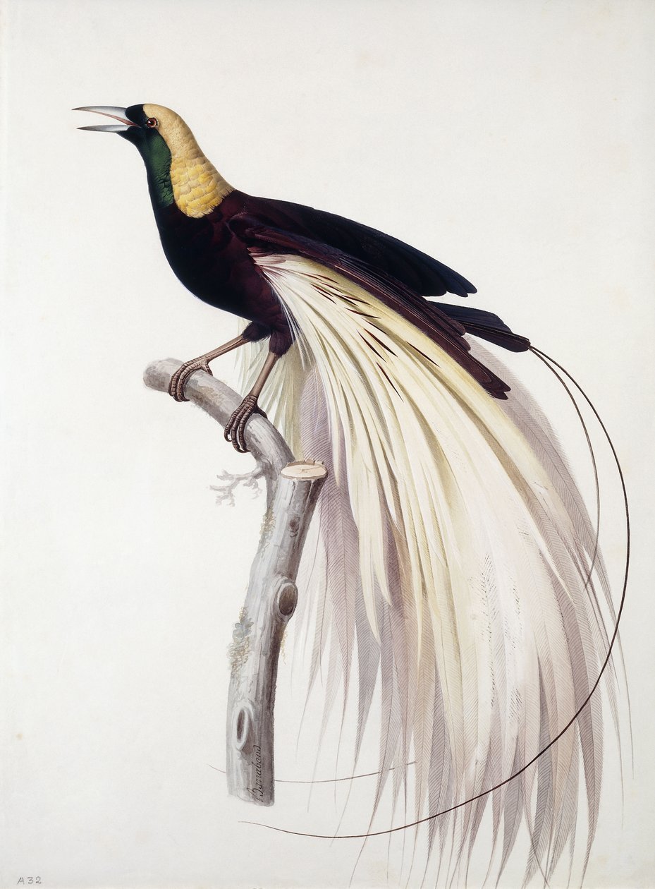 Grote paradijsvogel, mannetje door Jacques Barraband