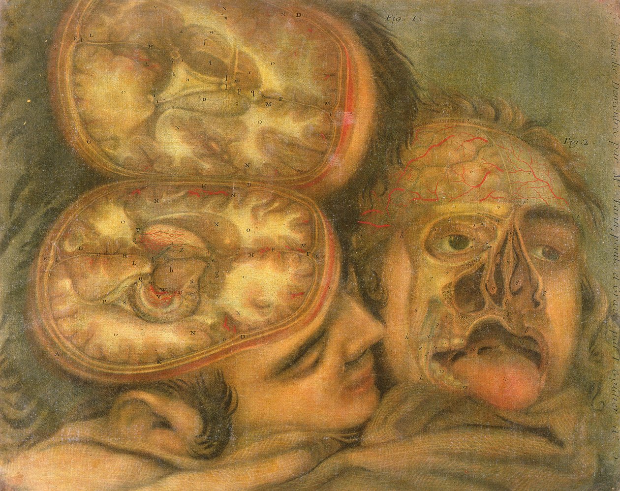 Dwarsdoorsnede van de hersenen, 1746 door Jacques Fabien Gautier d