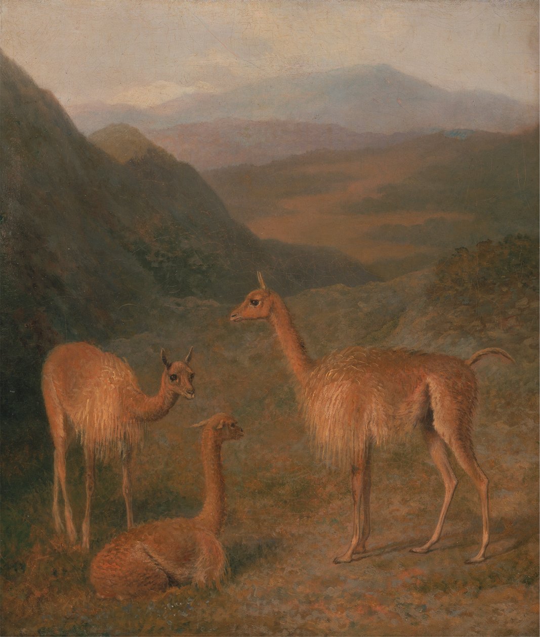 Vicuñas door Jacques Laurent Agasse