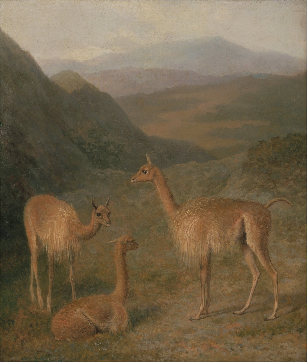 Vicuñas door Jacques Laurent Agasse