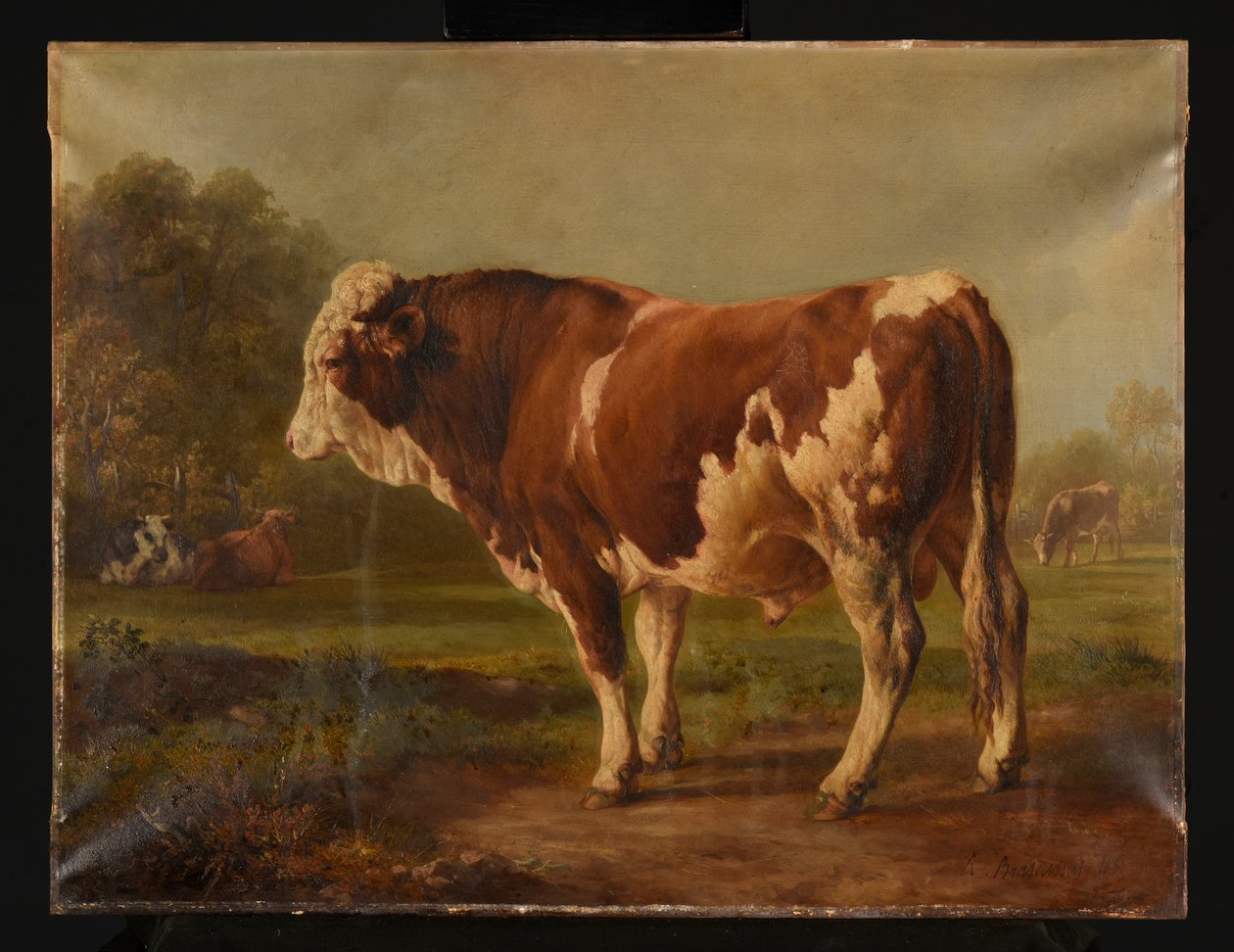 Jonge stier door Jacques Raymond Brascassat
