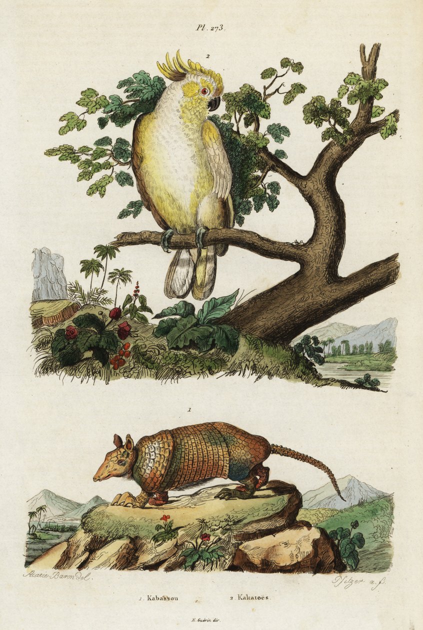 Geelkuifkaketoe en gordeldier door Jacques Reyne Isidore Acarie Baron