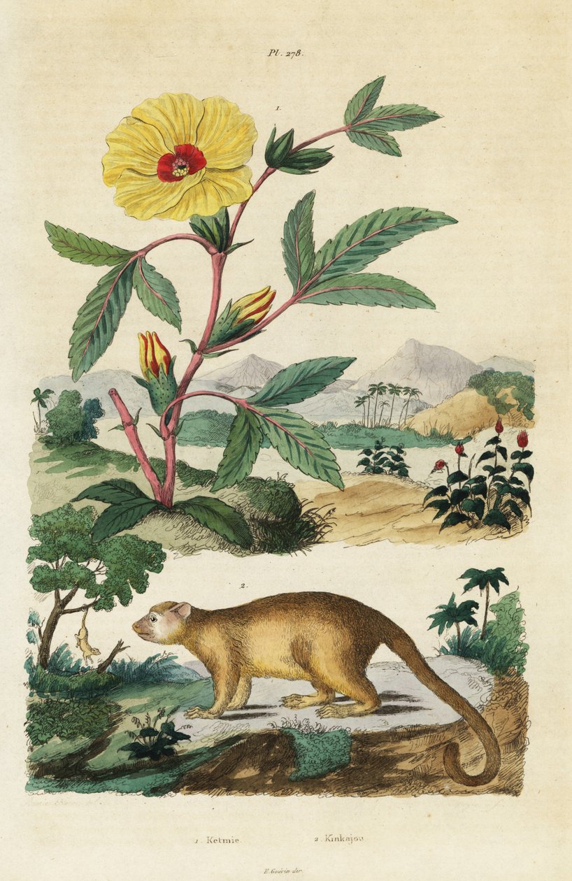 Kinkajou en Roselle door Jacques Reyne Isidore Acarie Baron