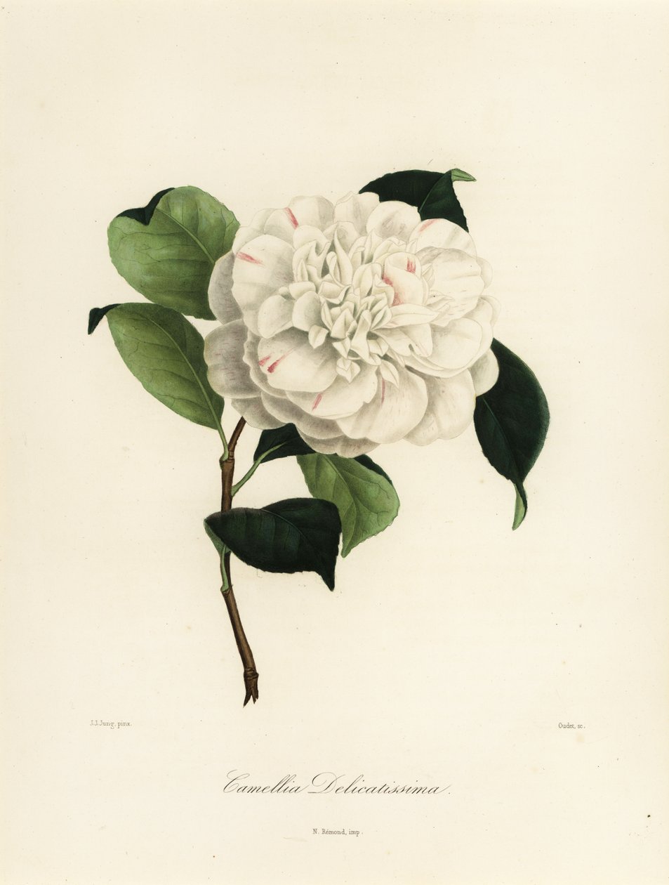 Camellia japonica variëteit, Camellia delicatissima door Jakob (after) Jung